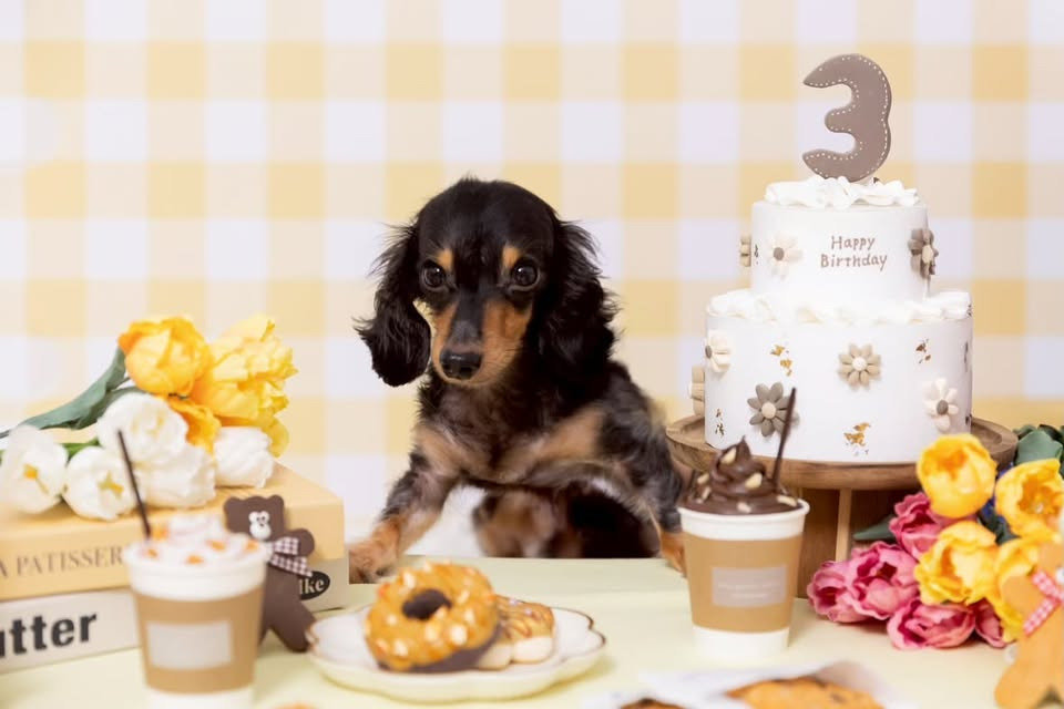 （4/11）3歳の誕生日も無事に迎えたテトくん。何度も生死の境を乗り越え、そのたびに家族との絆を深めながら成長を重ねてきた