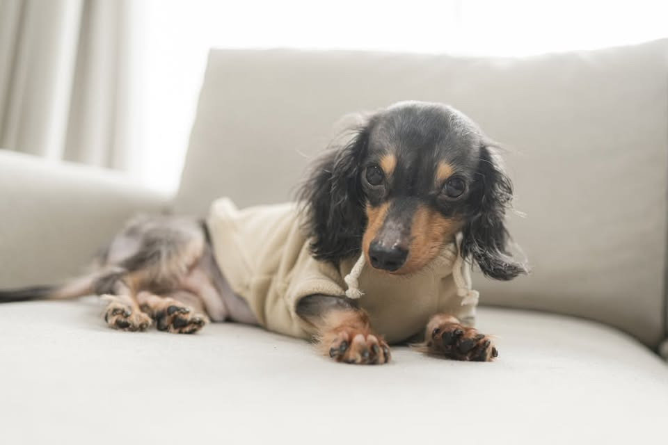 （9/11）飼い主さんのThreadsでは、テトくんの日常や愛らしい表情を発信。同じ悩みを抱える飼い主たちを励ます存在にもなっている