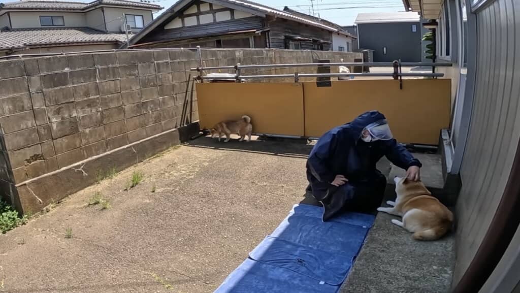 なでなですると
