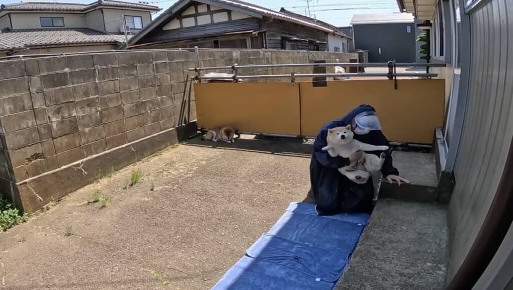 あっけなく捕まるモモちゃん