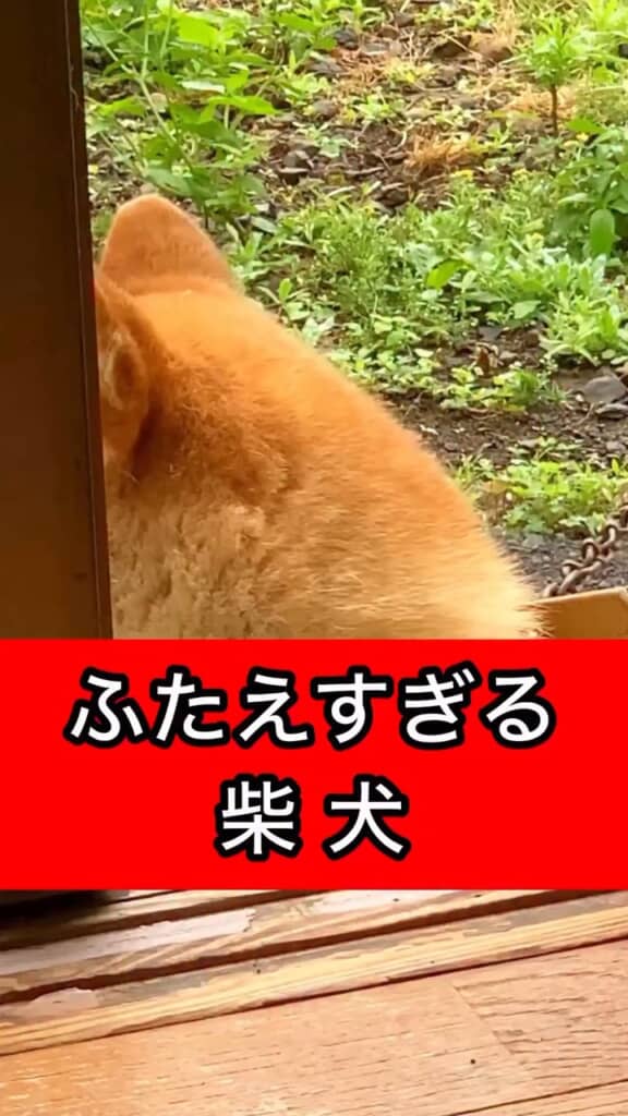 二重まぶたの柴犬とは……?