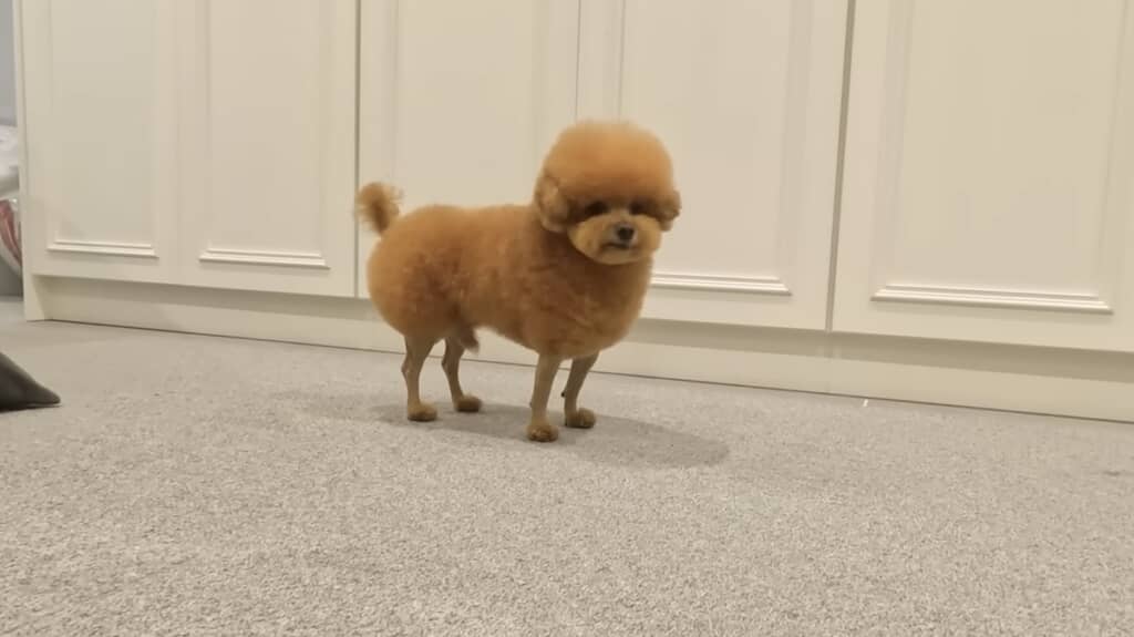 ぽん太くんもさっぱり