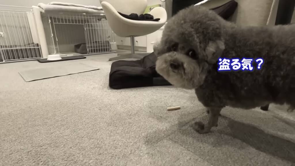 すぐには食べないゆずくん