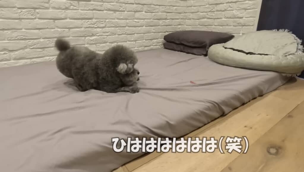 テンションが上がってプレイバウ