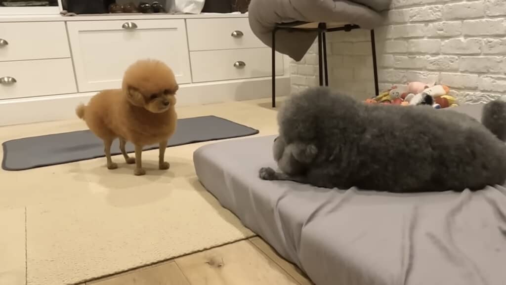 チラつくおやつが気になるぽん太くん