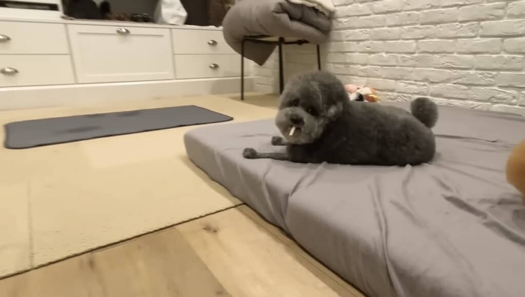 ワイルドだろぉ