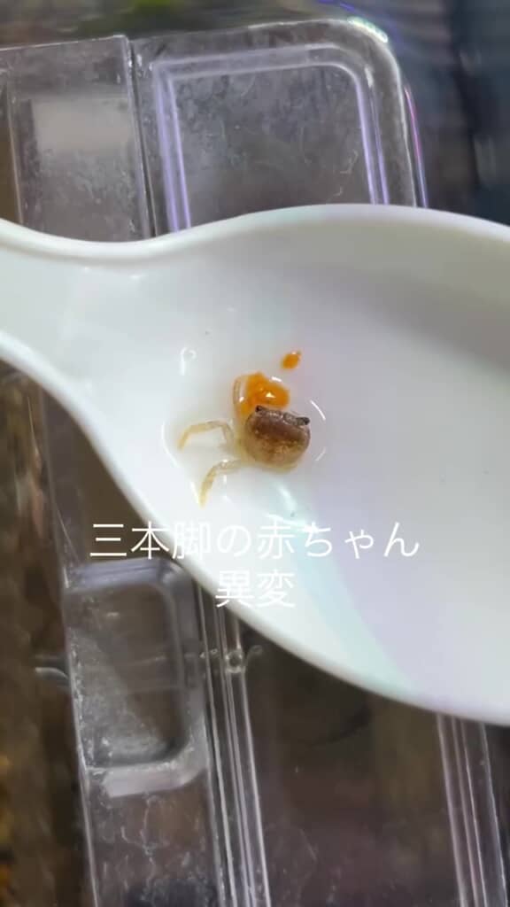 あ、脚が……