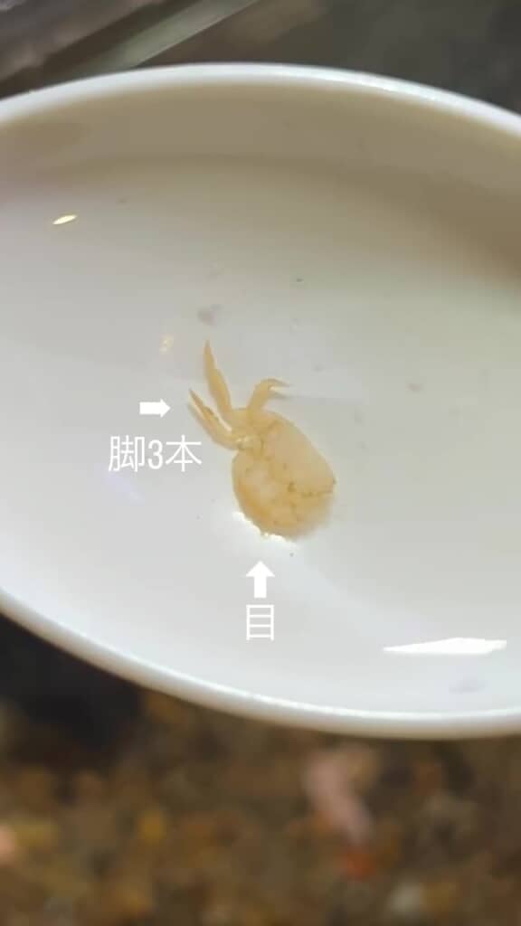 脱皮した!?