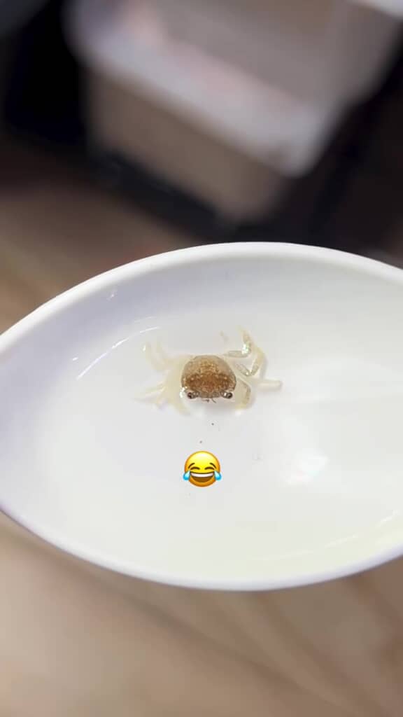 脚もハサミも復活しているー！