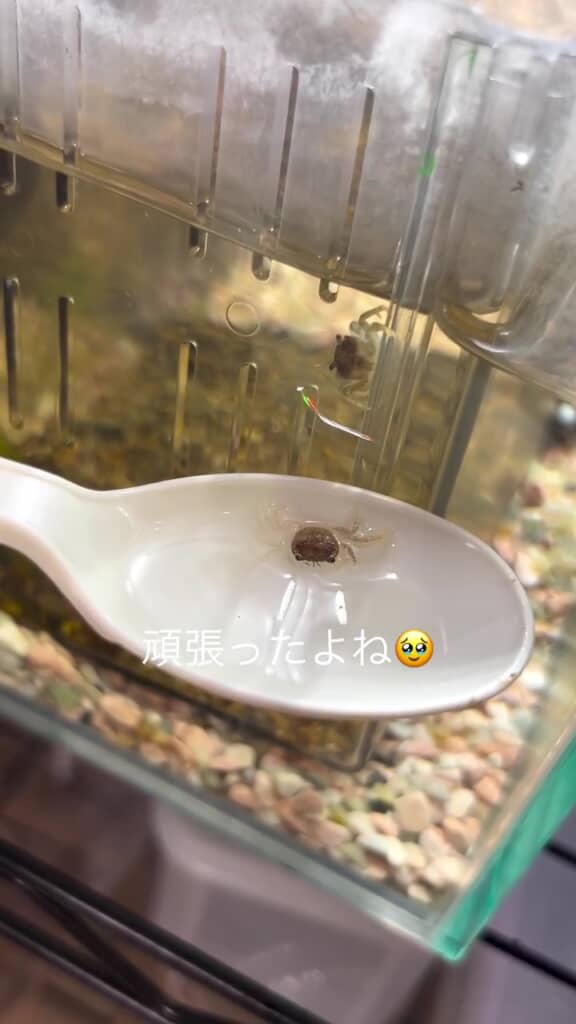 赤ちゃんガニの力強さ！