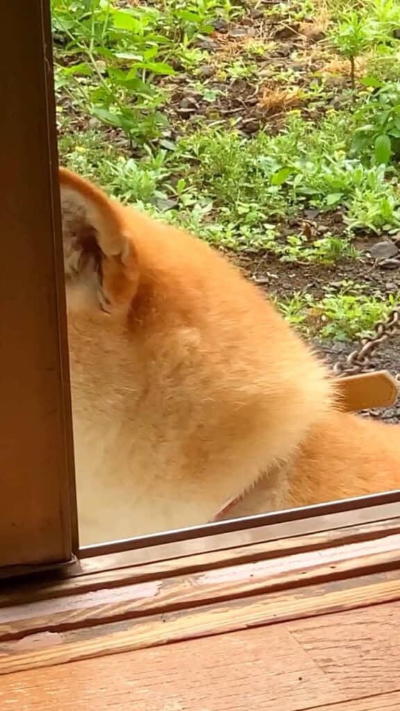 ゆっくりこちらを向くコロちゃん