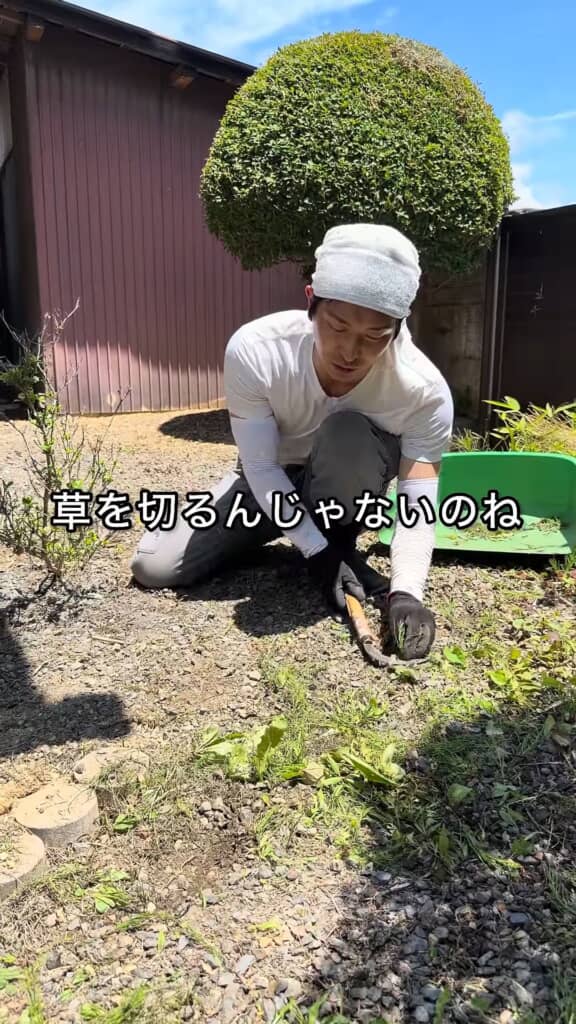 草の地上部を鎌で切らない