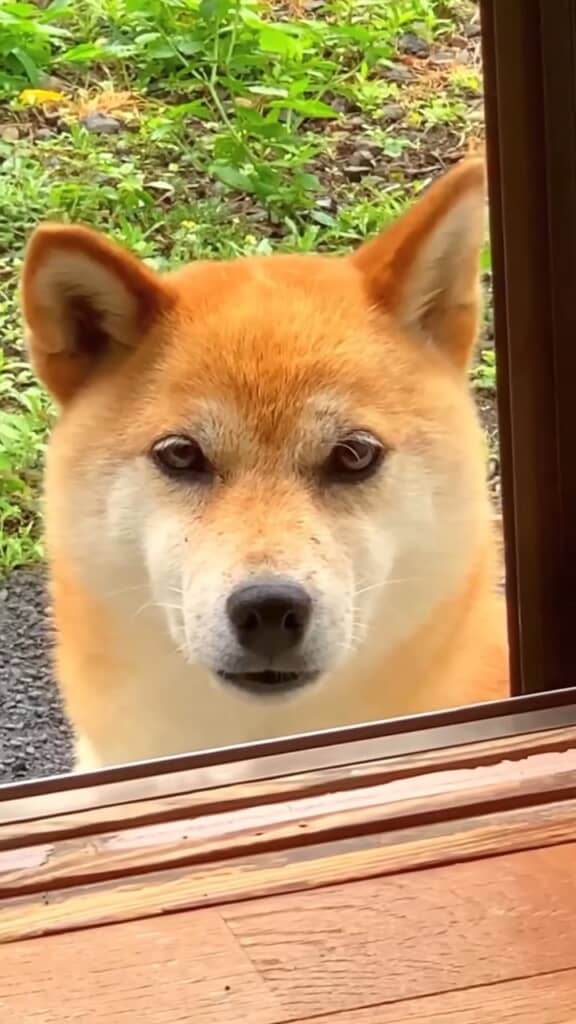 まさに“二重すぎる”柴犬