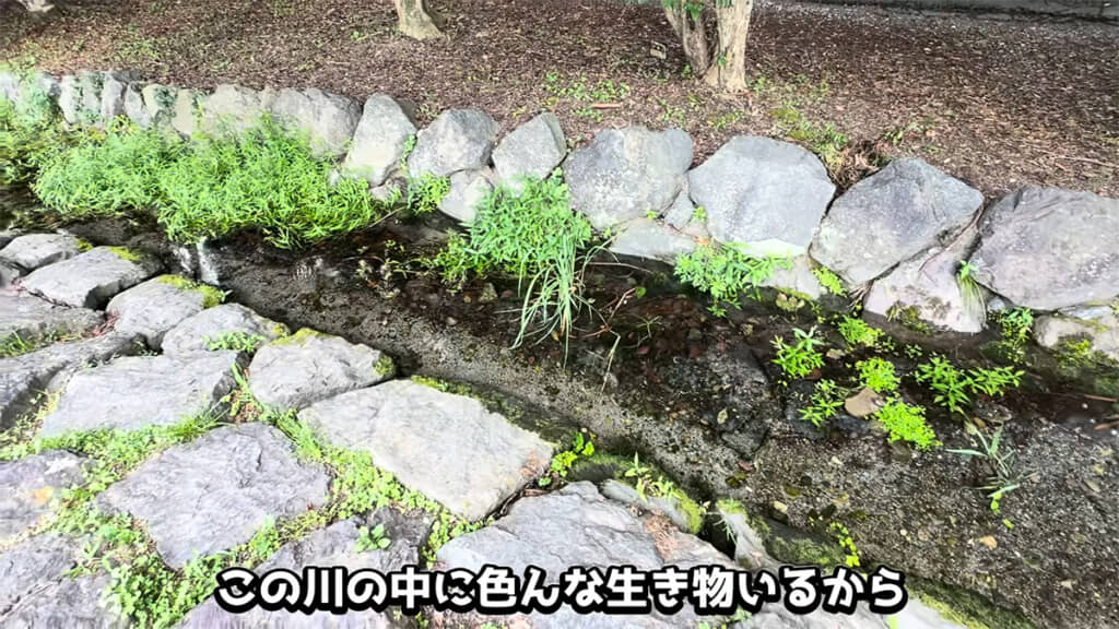 人工の川でガサガサをしていきます