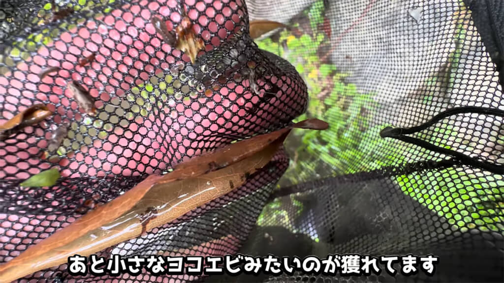 まずは小さな生き物が獲れました