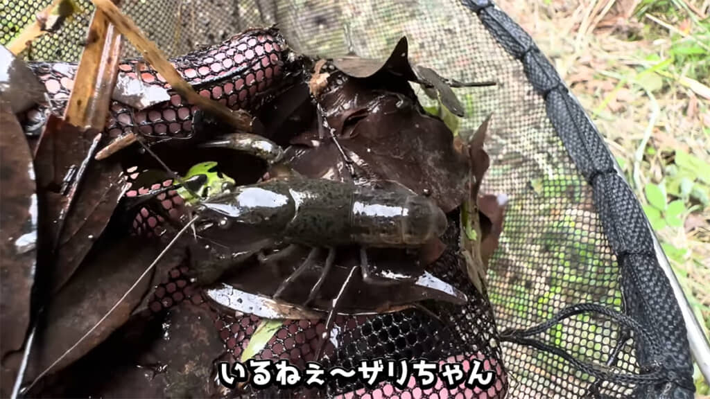 網の中には立派なハサミを持つ生き物が