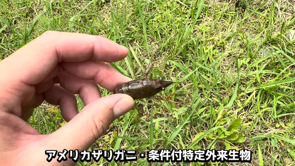 アメリカザリガニを捕獲しました