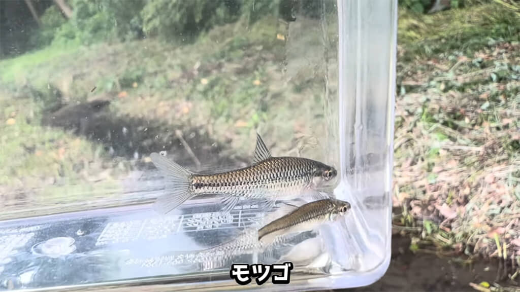 在来種の魚・モツゴもいました