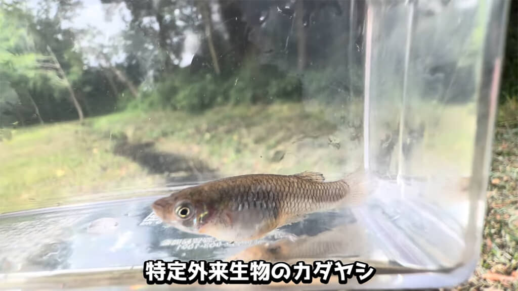 メダカそっくりな特定外来生物・カダヤシの姿も