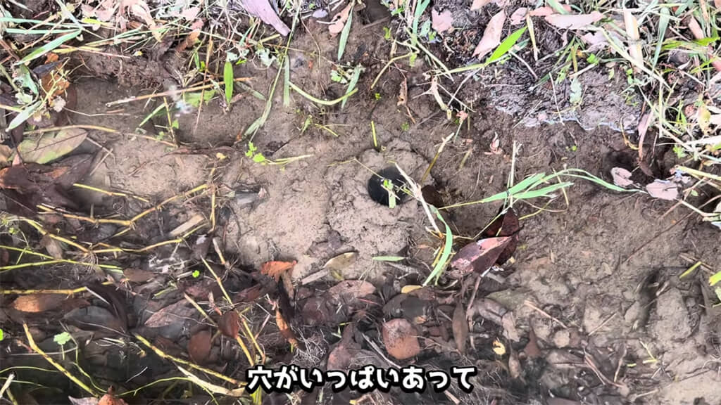 ザリガニの巣穴がたくさんありました
