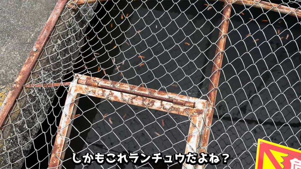 集水桝に大量のらんちゅうが