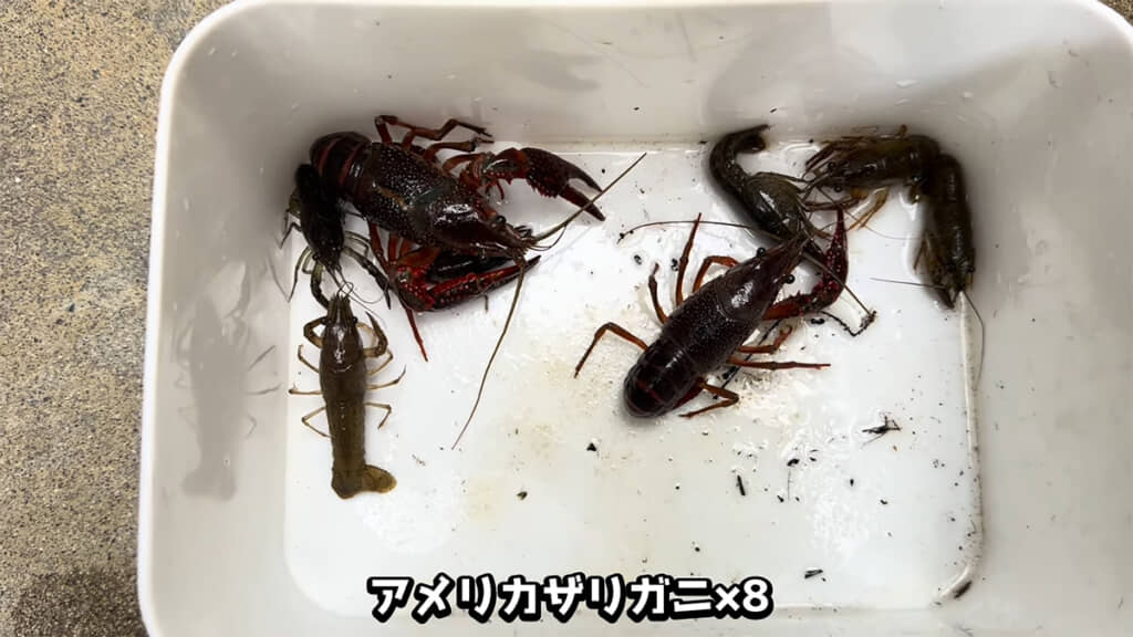 本日捕獲したアメリカザリガニ