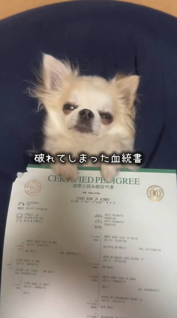 あろちゃんの血統書