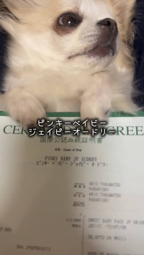 「ピンキーベイビージェイピーオードリー」