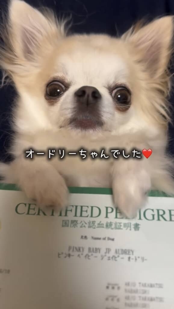 オードリーちゃんだったんだね!