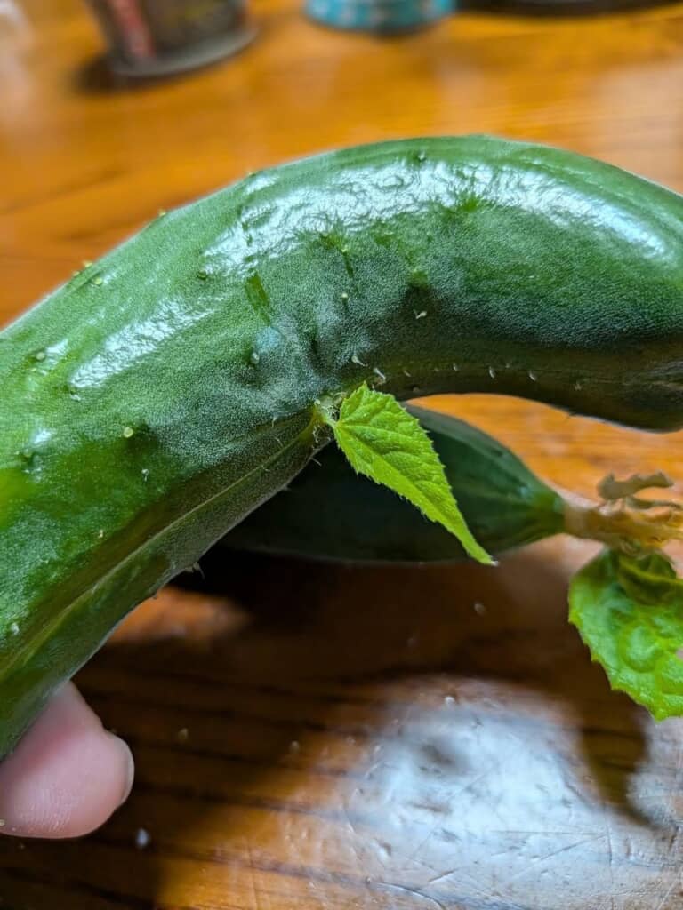 キュウリの実から生えている1枚の葉