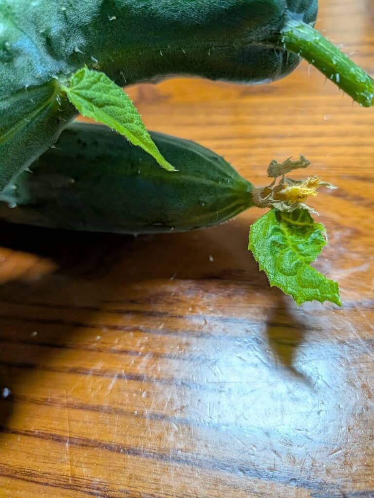 植物が有する全能性と気温などの理由が重なり生えてきたと思われる葉