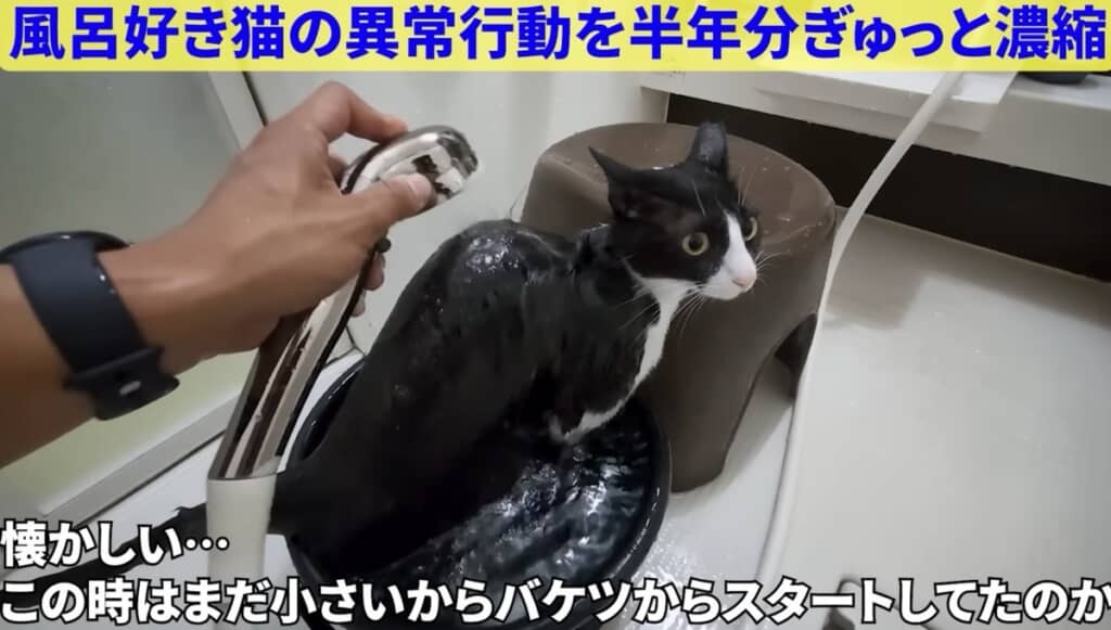 お風呂好き猫ちゃんの総集編