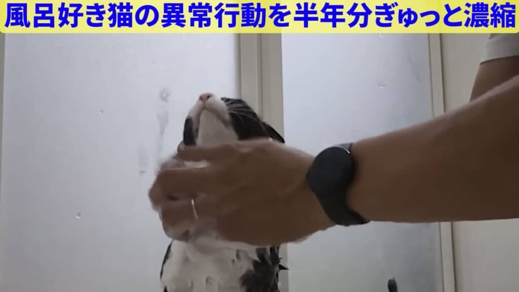 ブラシで洗ってもらうのがお好み