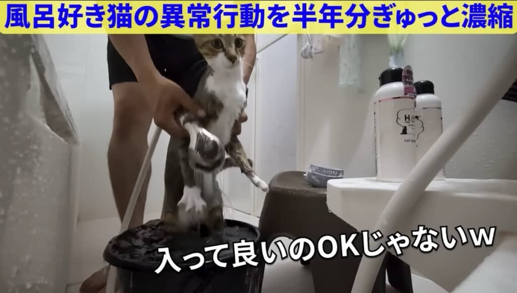 確保w