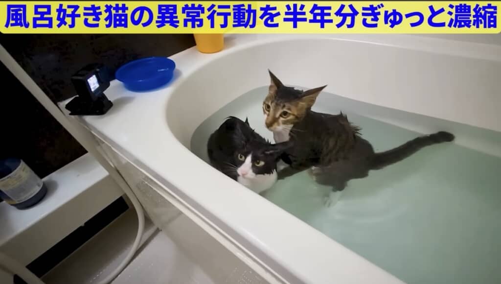 仲良く入浴する光景がかわいすぎる