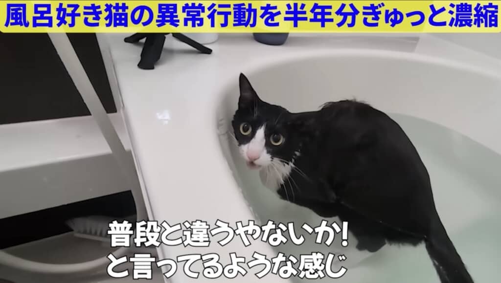 温度が違うと抗議するハナちゃん