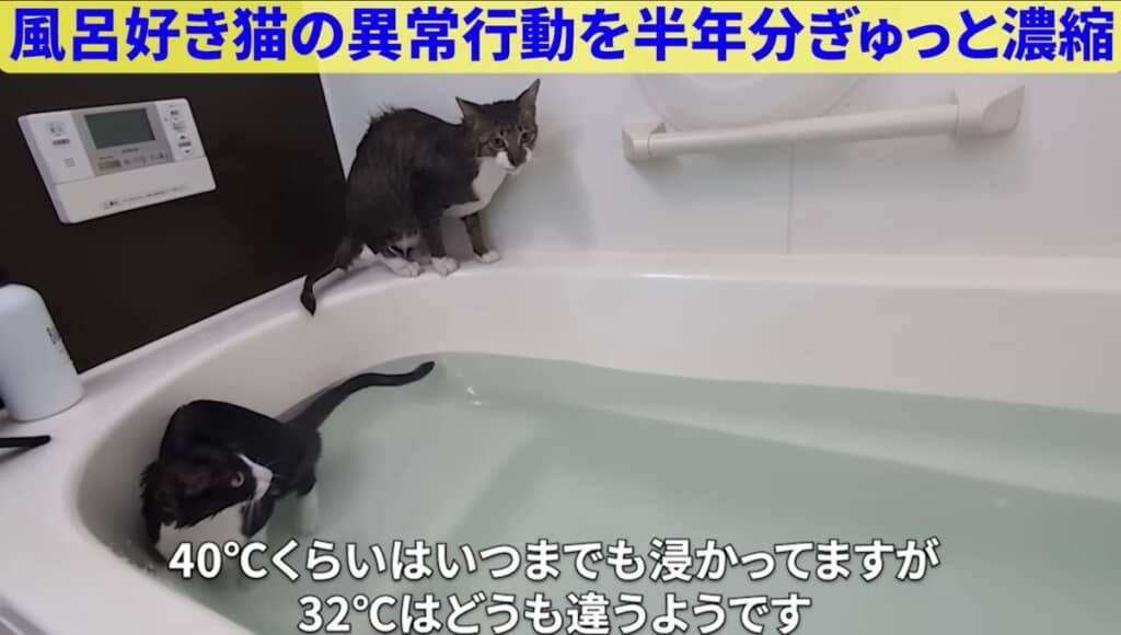 イルカくんもあたたかいお風呂が好きみたい