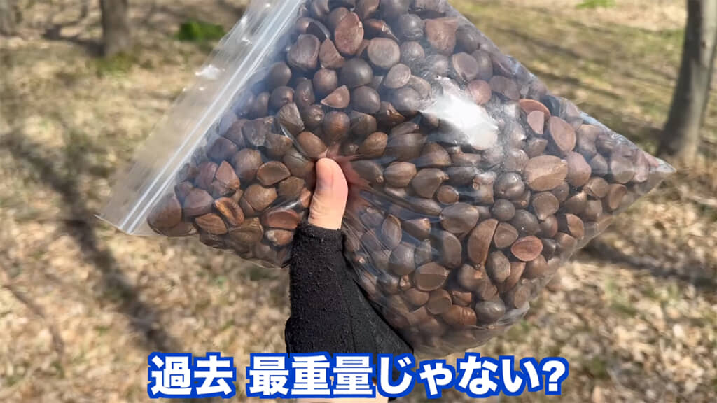 過去最重量のツバキの種を持ち、打ち合わせに向かいます