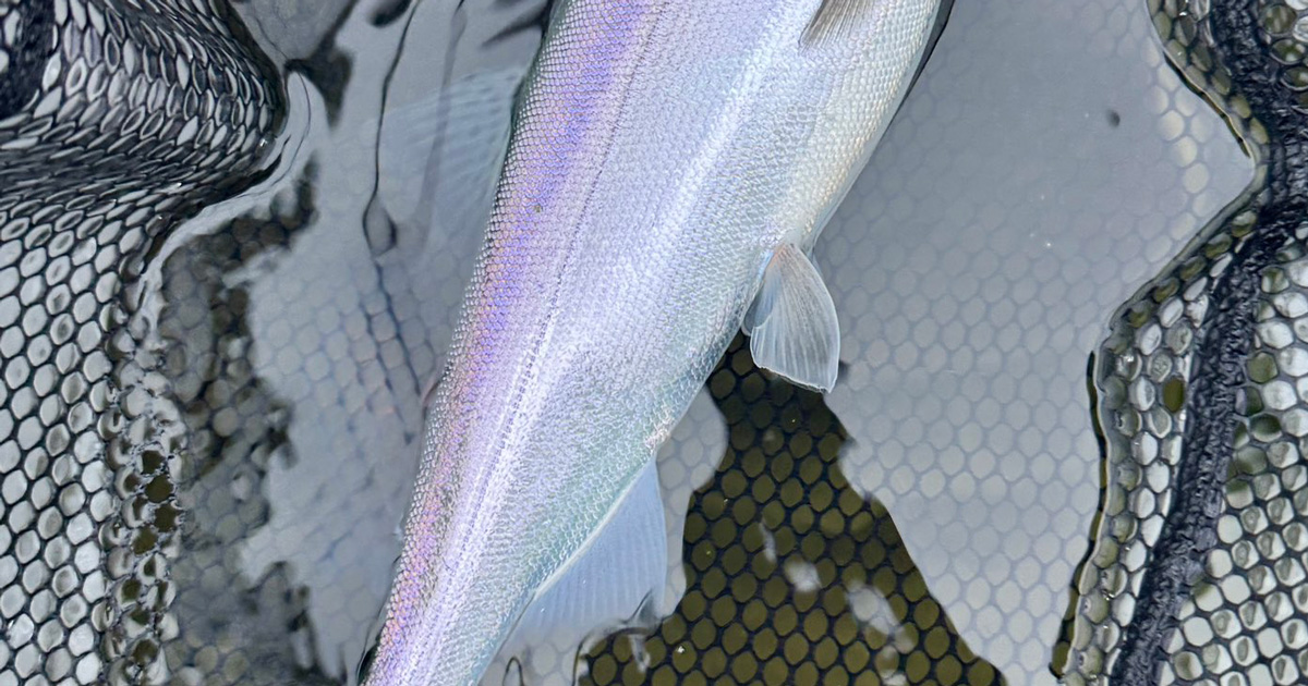 芦ノ湖で釣り上げた魚→さばいてみたら…… 衝撃の中身に「初めて見ました!」「こんなこともあるのか」(1/2) | その他生き物 ねとらぼ