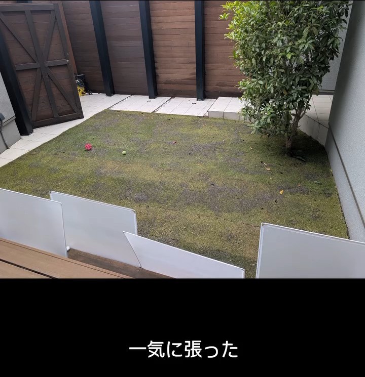 午前中に芝を一気に張る