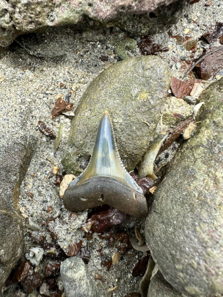 サメの歯の化石