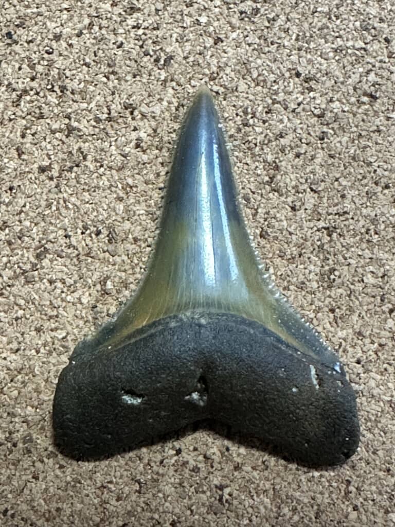 サメの歯の化石
