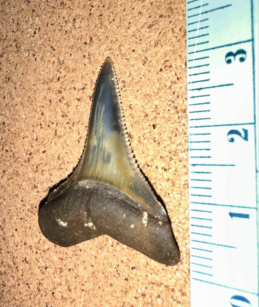 サメの歯の化石