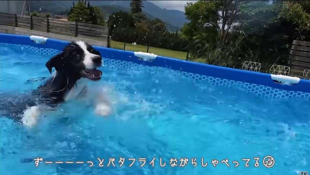 入水してからずーーーーっとバタフライとお喋りが止まりません