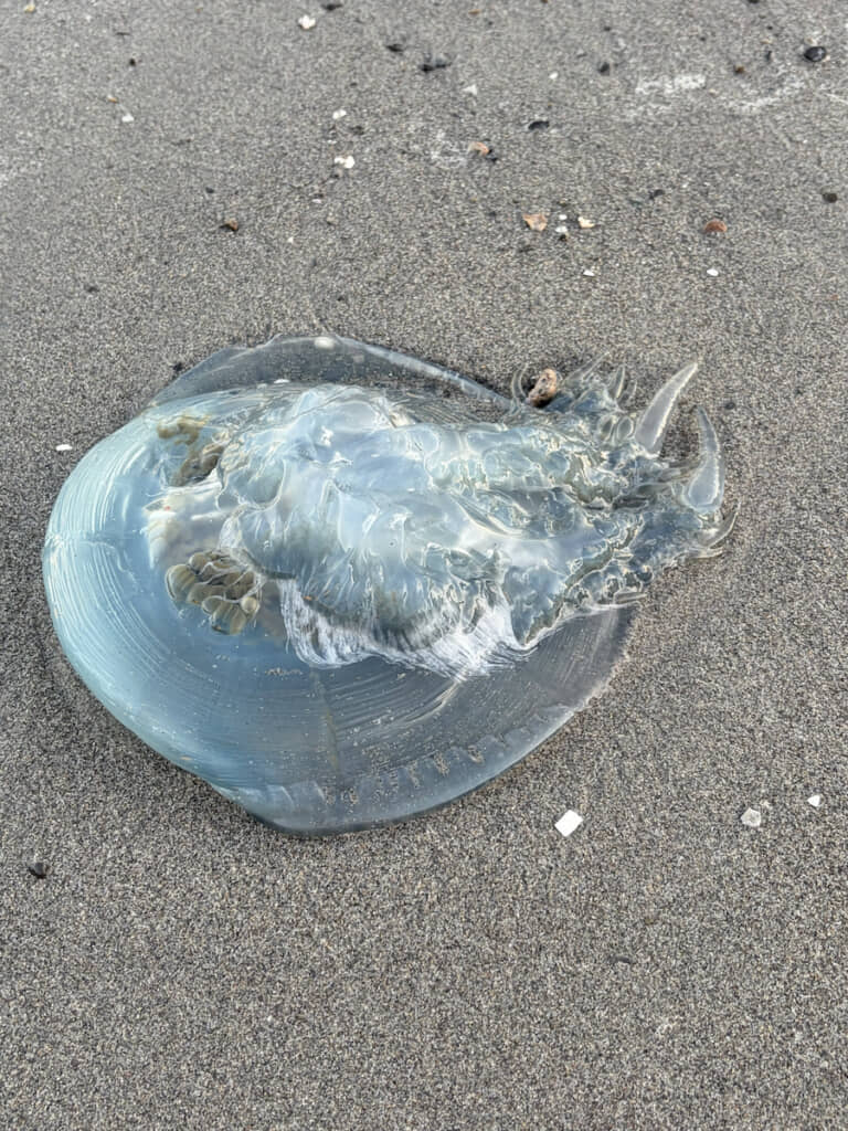 砂浜に水色のゼリー……?