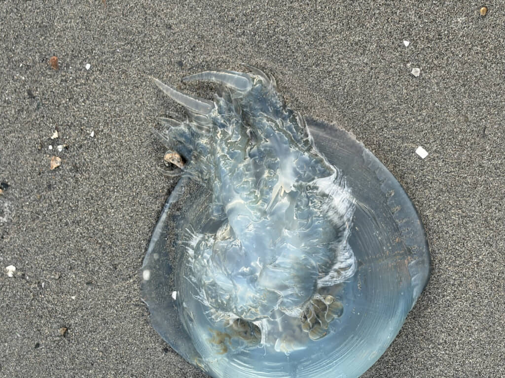 足らしきものが確認できる