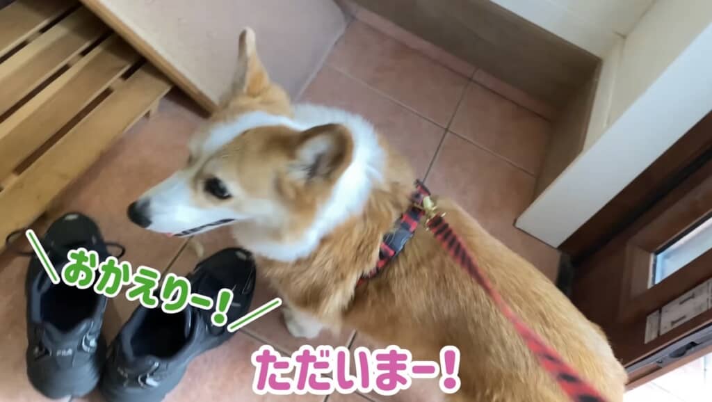散歩から帰ってきたらお姉ちゃんが！
