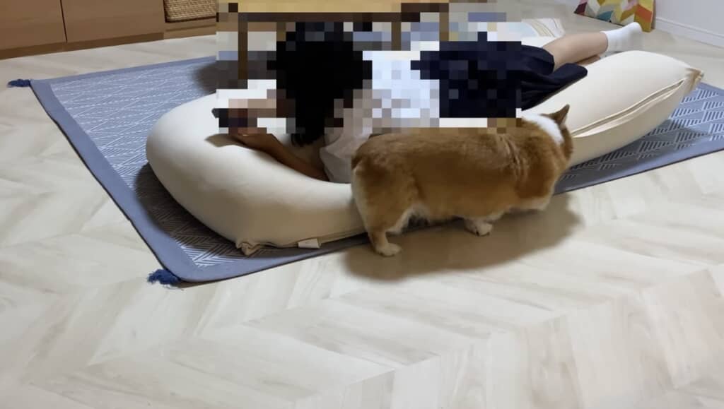 クッションにスリスリ