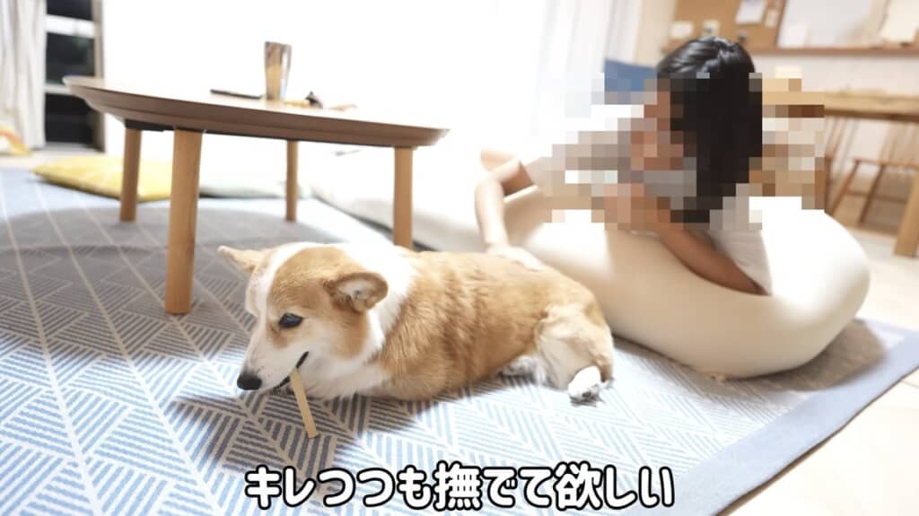 ガムは渡さないけどなでてほしい