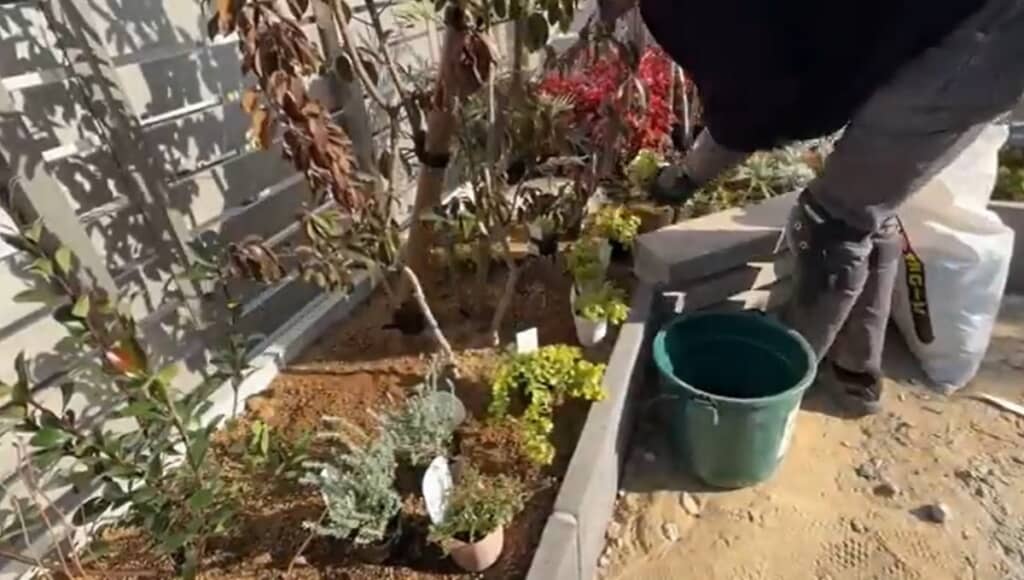 植物を並べていきます